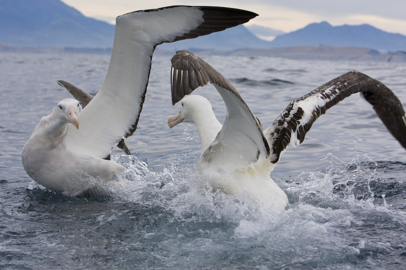 Wandering Albatross FIghting